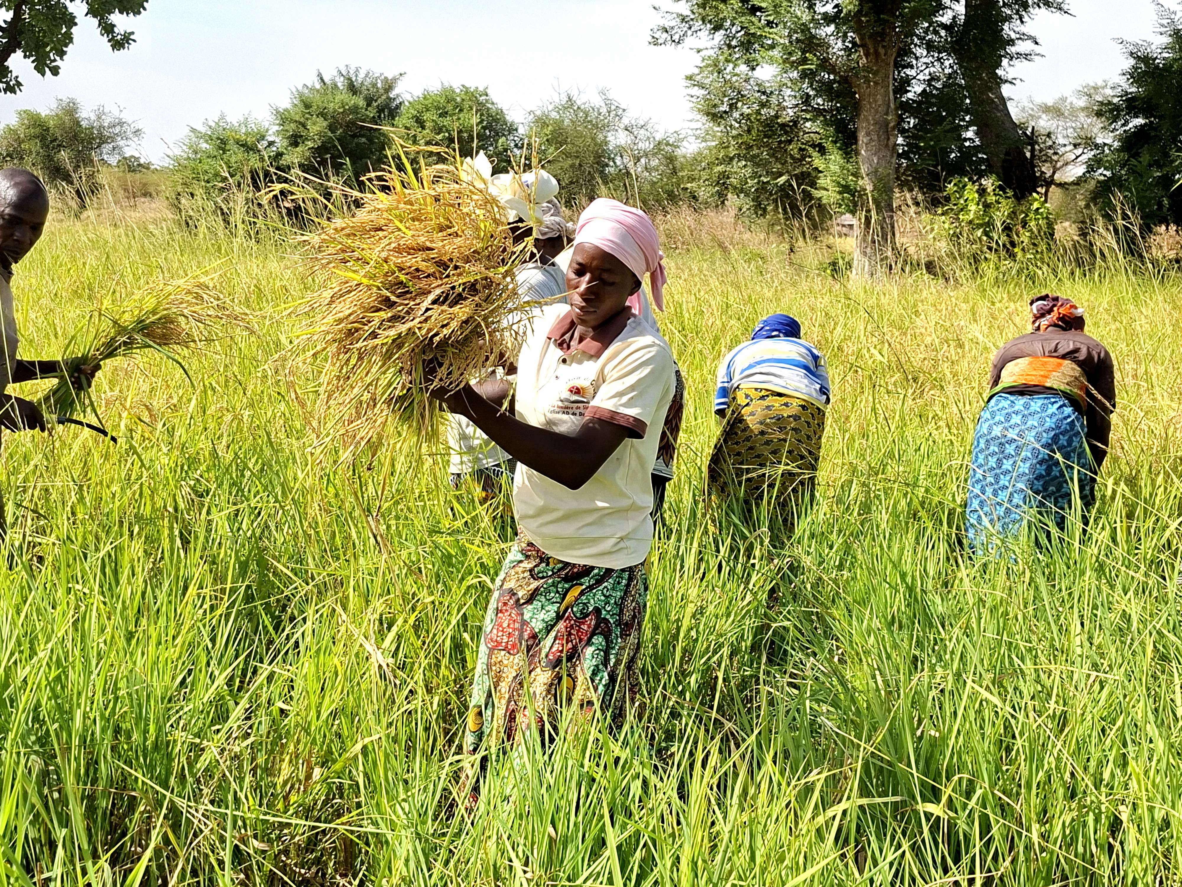 Rice production and processing | Compassion Causes